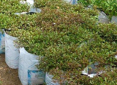 உடல்நலத்துக்கும் அழகுக்கும் 'பொன்னாங்கண்ணி கீரை'