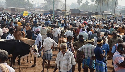 தேர்தல் எதிரொலி: வியாபாரிகளின்றி வெறிச்சோடிய கருங்கல்பாளையம் மாட்டுச் சந்தை