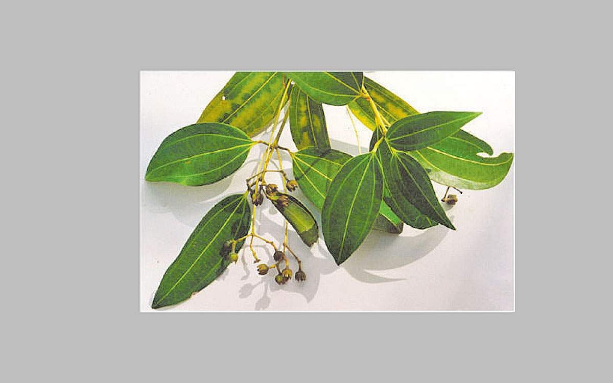 மரங்களின் வரங்கள்!: மணங்களின் அரசன்- இலவங்க மரம்