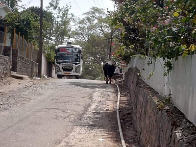 ஏற்காட்டில் குடியிருப்பு பகுதிகளில் காட்டுமாடு 