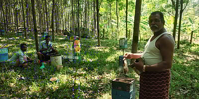 கன்னியாகுமரி மாவட்டத்தில் தொடங்கியது தேன் சீசன்!