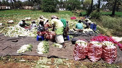 ஒரு கிலோ முள்ளங்கி ரூ.1 - விவசாயி வேதனை