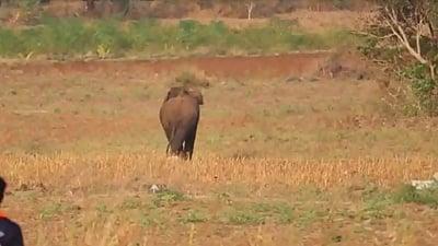 பென்னாகரம்: ஊருக்குள் புகுந்த ஒற்றை யானை விரட்டியடிப்பு