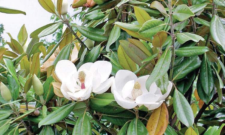 மரங்களின் வரங்கள்!: பழங்குடி மக்களின் துணைவன் மக்னோலியா மரம்