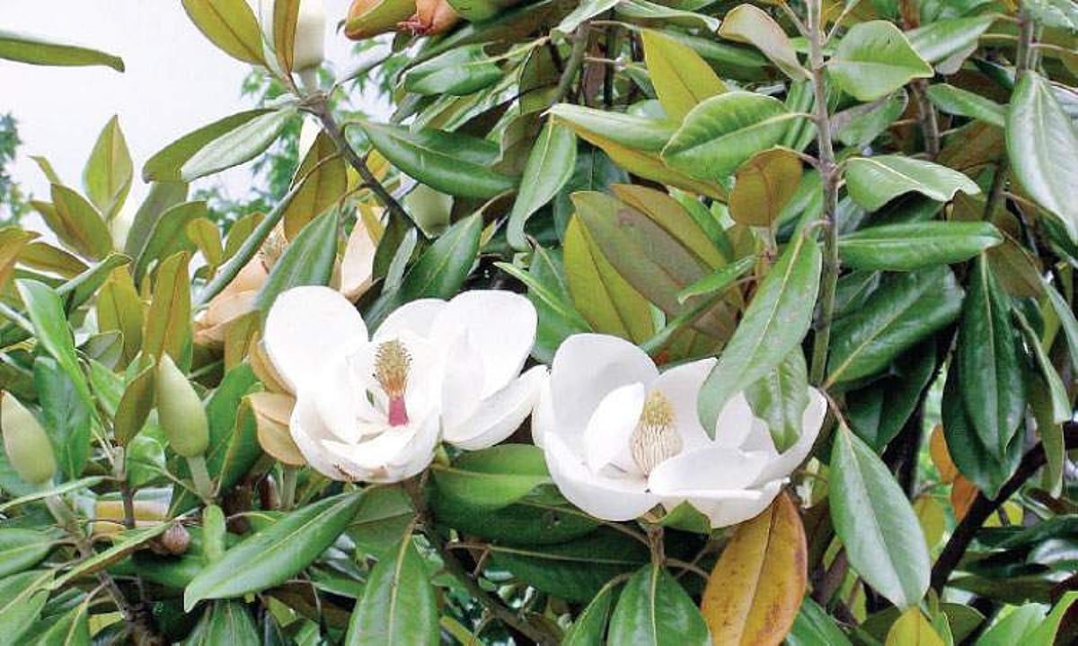 மரங்களின் வரங்கள்!: பழங்குடி மக்களின் துணைவன் மக்னோலியா மரம்