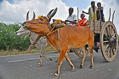 பங்குனி உத்திரத் திருவிழா கோலாகலம்  - புகைப்படங்கள்