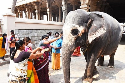 புத்துணா்வு முகாமிலிருந்து திரும்பிய  யானைகள்