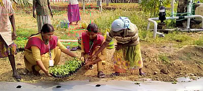 முழாம்பழ சாகுபடி பயிற்சி முகாம்