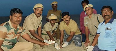 தனுஷ்கோடி கடற்கரை பகுதியில் ஆமை முட்டைகள் சேகரிப்பு