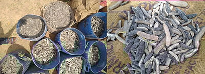 ரூ. 1.80 கோடி மதிப்பிலான கடல் அட்டைகள் பறிமுதல்