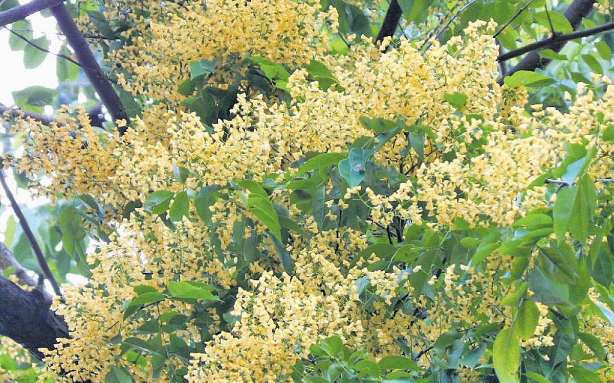 மரங்களின் வரங்கள்!: குளிர்ச்சியை அருளும் - வேங்கை மரம்!