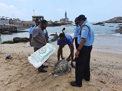 குமரி முக்கடல் சங்கமத்தில்கரை ஒதுங்கிய ஆமை