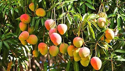 ராஜபாளையம்: பாஜக சார்பில் களம் இறங்குகிறாரா கௌதமி?