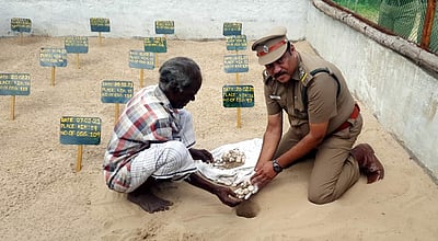 வேதாரண்யம் கடற்கரை பகுதியில் 6,259 கடல் ஆமை முட்டைகள் சேகரிப்பு