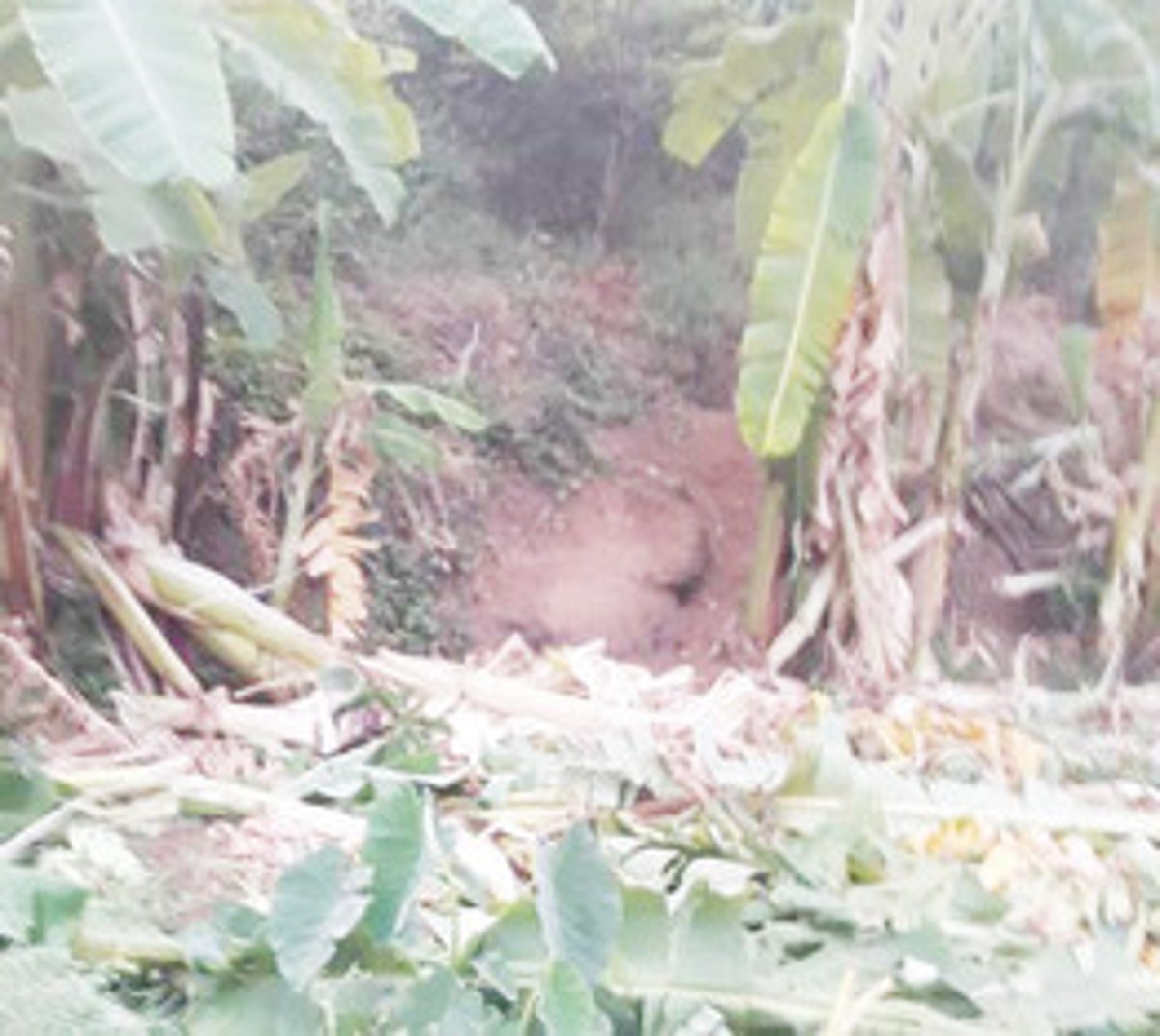 காட்டு யானைகளால் சேதப்படுத்தப்படும் விளைபயிா்கள்; வேதனையில் விவசாயிகள்: அரசு நடவடிக்கை எடுக்குமா?