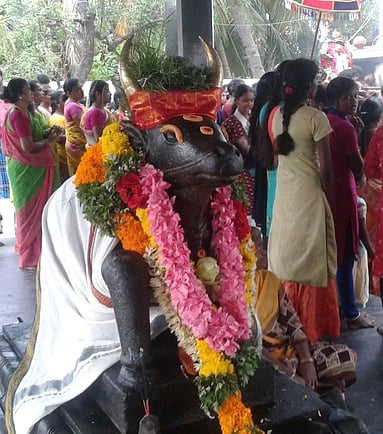 சுரண்டை சிவன் கோயில்களில் பிரதோஷம்