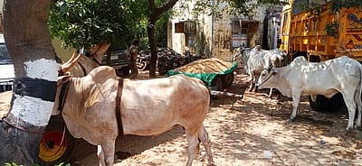 ஆரணி ஆற்றில் மணல் கடத்திய 3 மாட்டு வண்டிகள் பறிமுதல்