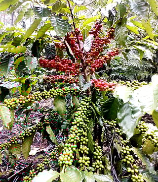 பெருநிறுவனங்களின் வருகையால் ஏற்காடு காஃபிக்கு சந்தை வாய்ப்பு அதிகரிப்பு!