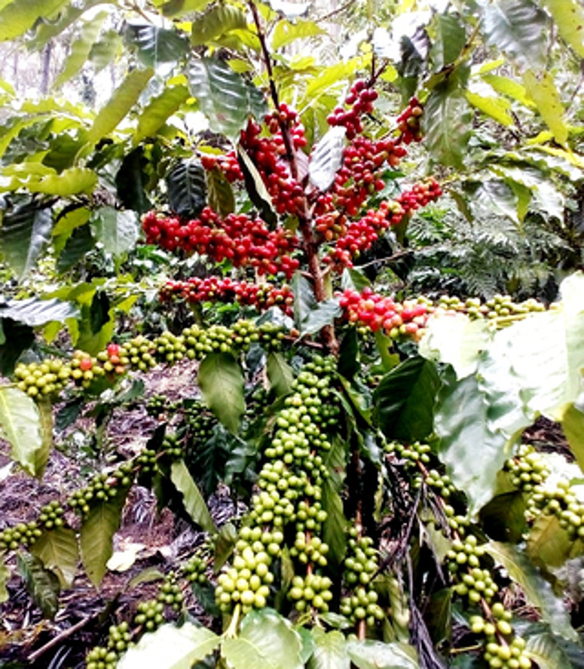 பெருநிறுவனங்களின் வருகையால் ஏற்காடு காஃபிக்கு சந்தை வாய்ப்பு அதிகரிப்பு!