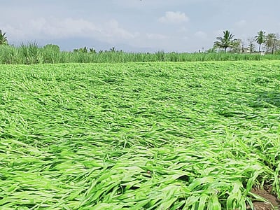 எடப்பாடி சுற்றுவட்டாரப் பகுதியில் தொடர் கனமழை