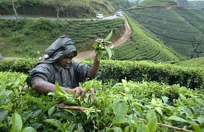 தேனி மாவட்ட தோட்டத் தொழிலாளர்களுக்கு ஆறு மாத இ-பாஸ் வழங்கக் கோரிக்கை