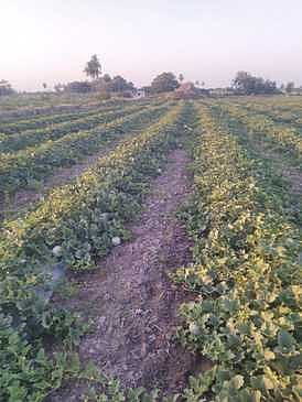 கிா்ணி பழங்களைப் பாதுகாக்க குளிா்பதனக் கிடங்குகள் அமைக்கப்படுமா?