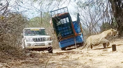 குடியாத்தம் அருகே பிடிபட்ட சிறுத்தை வனப்பகுதியில் விடப்பட்டது