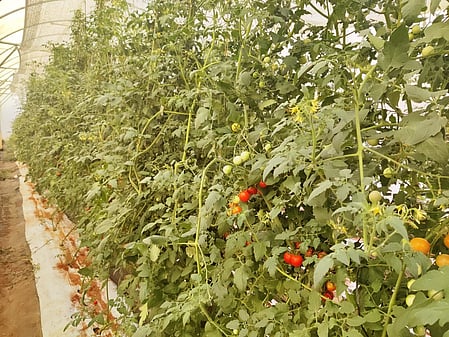 நோய் எதிா்ப்புத் திறன்மிக்க சொ்ரி தக்காளி அறிமுகம்!