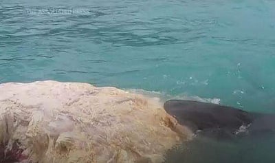 இறந்த திமிங்கலத்தைத் தின்னும் சுறாக்கள்; ஹவாய் கடற்கரை மூடல்(விடியோ)