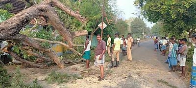 சாலையின் குறுக்கே விழுந்த புளியமரம்: போக்குவரத்து பாதிப்பு