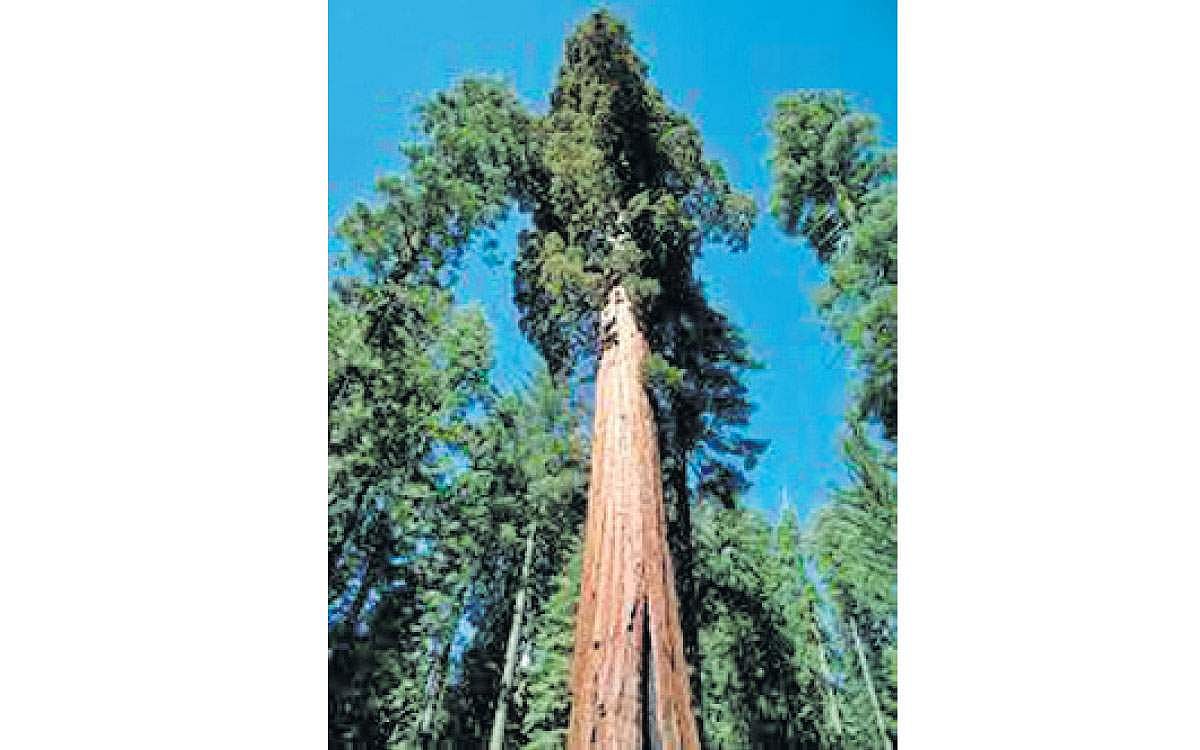 மரங்களின் வரங்கள்!: உலகின் பழமையான மரம் - செக்கோயா மரம்