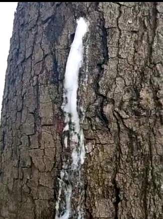 புளிய மரத்தில் வடிந்த பால்