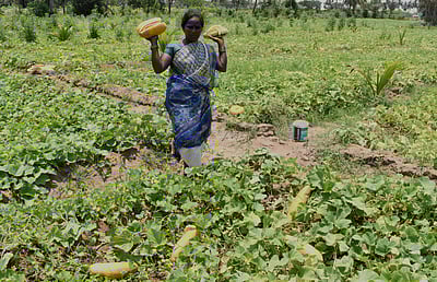 தோட்டக்கலைத் துறை மூலம் வெள்ளரி கொள்முதல் செய்யப்படுமா?
