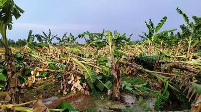 ஆலங்குடி அருகே சூறைக்காற்றில் வாழைகள், வீடு சேதம்