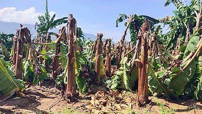 கம்பம் அருகே காற்றுடன் பலத்த மழை; வாழை மரங்கள் சேதம்: விவசாயிகள் கவலை