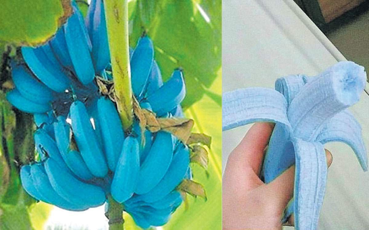 நீல நிற வாழைப்பழம் !