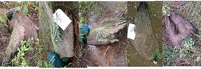 மணப்பாறை அருகே 9 மயில்கள் மா்மச் சாவு