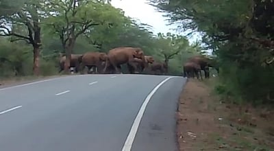 தேசிய நெடுஞ்சாலையைக் கடந்து செல்லும் காட்டு யானைகள்: வனத் துறை எச்சரிக்கை