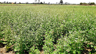 மானாவாரியில் எள் சாகுபடி: விவசாயிகள் மும்முரம்