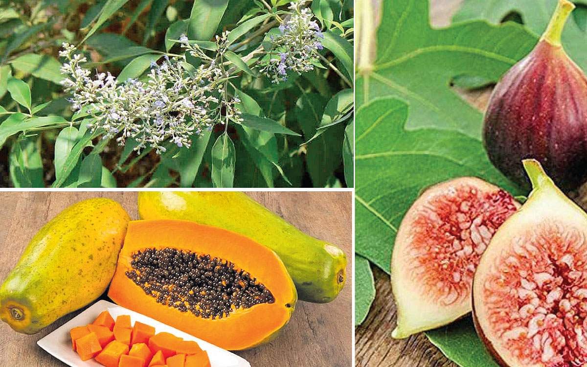 பிணி அகற்றும் சித்த மருத்துவம்!