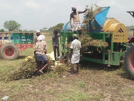 தொழிலாளா் பற்றாக்குறை: மணிலா அறுவடை பாதிப்பு