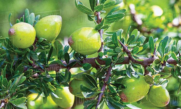 மரங்களின் வரங்கள்!: பாலைவன ரோஜா - ஆர்கானியா மரம்