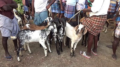 திருப்புவனம் சந்தையில் வரத்துக் குறைவால் ஆடு, கோழிகள் விலை அதிகரிப்பு