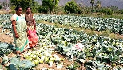 கல்லுாரி மூடப்பட்டதால் குடும்பத்தினருடன் விவசாயத்தில் இறங்கிய மாணவி