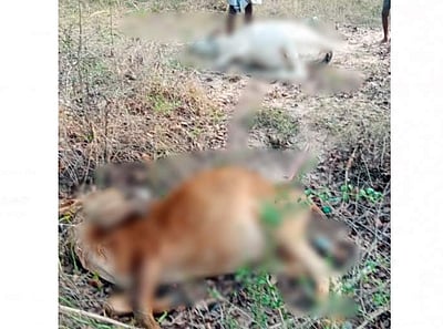 காஞ்சிபுரம் அருகே 7 பசுமாடுகள் சாவு