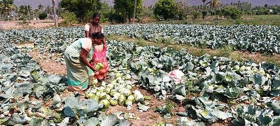 கல்லூரி மூடப்பட்டதால் குடும்பத்தினருடன் விவசாயத்தில் இறங்கிய மாணவி