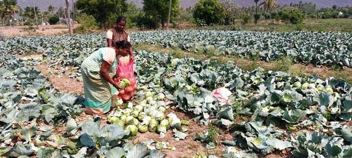 கல்லூரி மூடப்பட்டதால் குடும்பத்தினருடன் விவசாயத்தில் இறங்கிய மாணவி