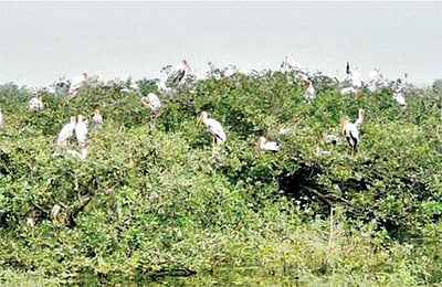 வேடந்தாங்கல் சரணாலயத்தில் சுற்றுலா பயணிகளுக்கு தடை