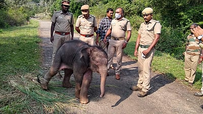 ஆண்டிபட்டி: பிரிந்துசென்ற குட்டி யானையை தாயுடன் சேர்க்க வனத்துறையினர் முயற்சி