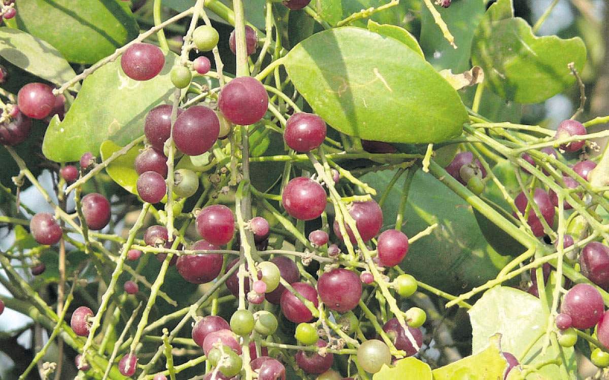 மரங்களின் வரங்கள்!: பாலைவனத்து ரோஜா - உகாய்  மரம்